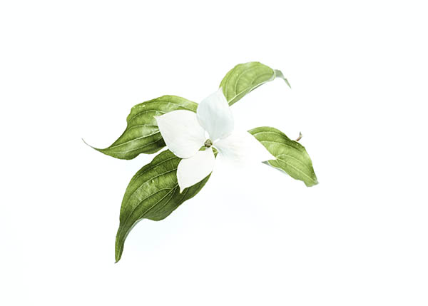 Pflanze mit einer weißen Blüte